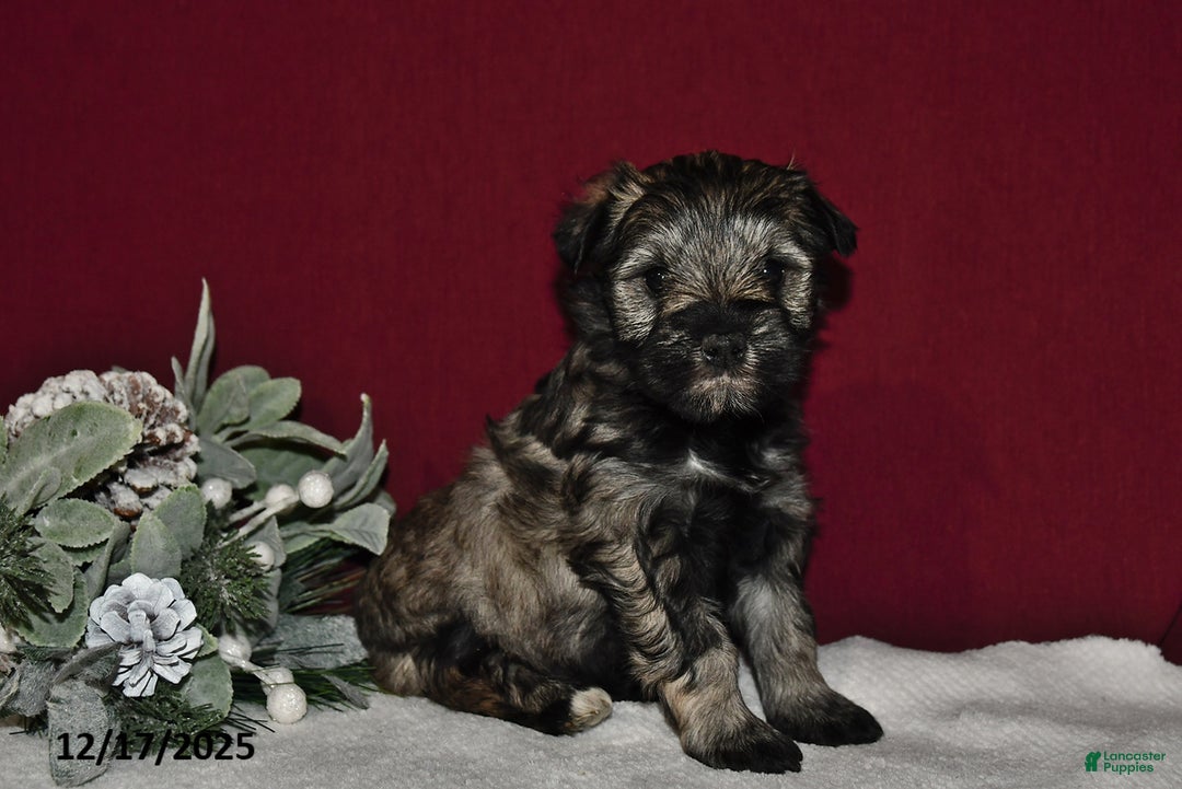 Miniature Schnauzer dogs for sale: Lily - Ad 4