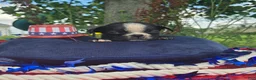 Olde English Bulldogge dogs for sale: Jessie - Ad 9