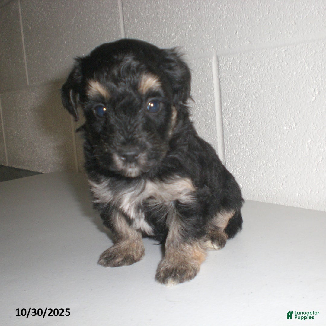 Yorkiepoo dogs for sale: Trent - Ad 14