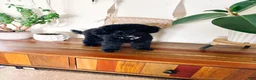 Toy Poodle dogs for sale: Pearl - Ad 4