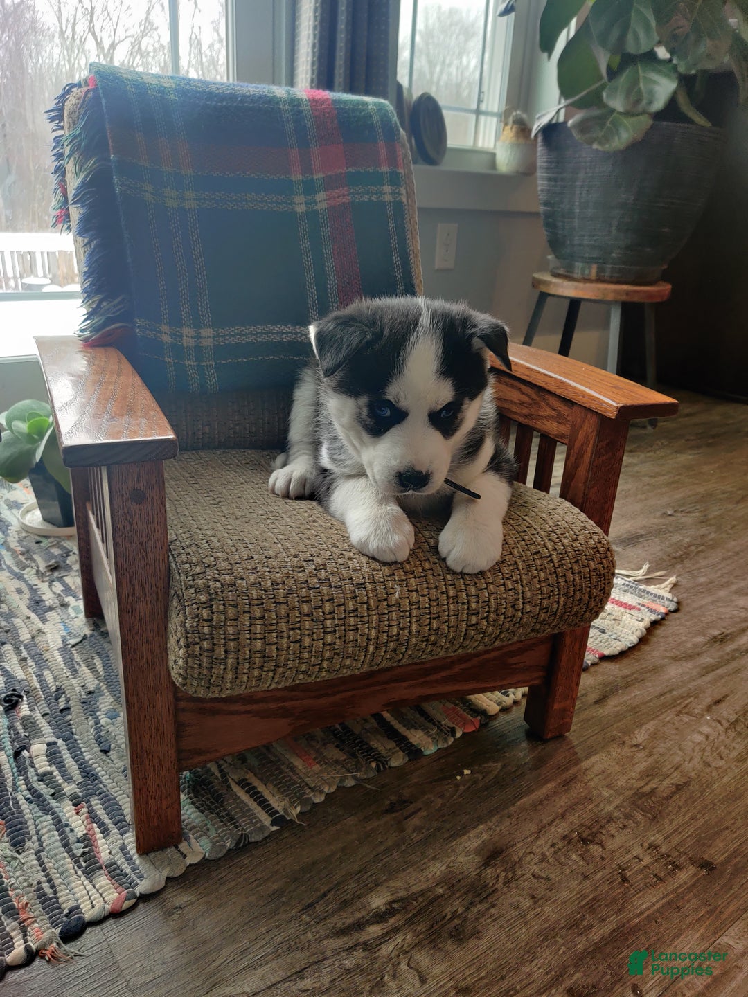 Siberian Husky dogs for sale: Aslan - Ad 5