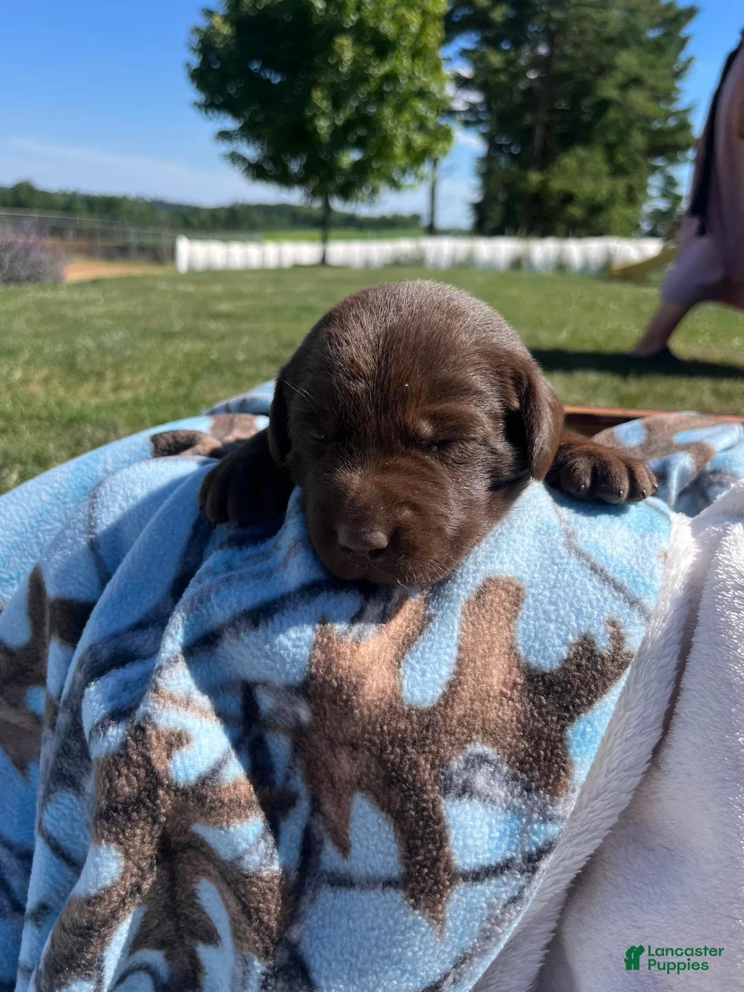 Labrador Retriever dogs for sale: Tanya❤️AKC Hip Cert - Ad 1