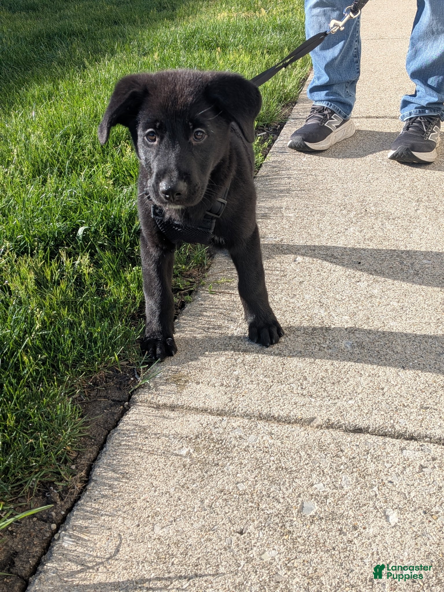 Mixed Breed dogs Mixed Breed Puppy 5 - Ad 2