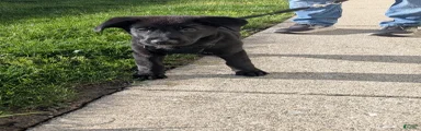 Mixed Breed Puppy 5