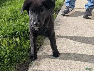 Mixed Breed dogs Mixed Breed Puppy 5 - Ad 2