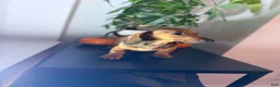 Dachshund dogs for sale: Baxter - Ad 6