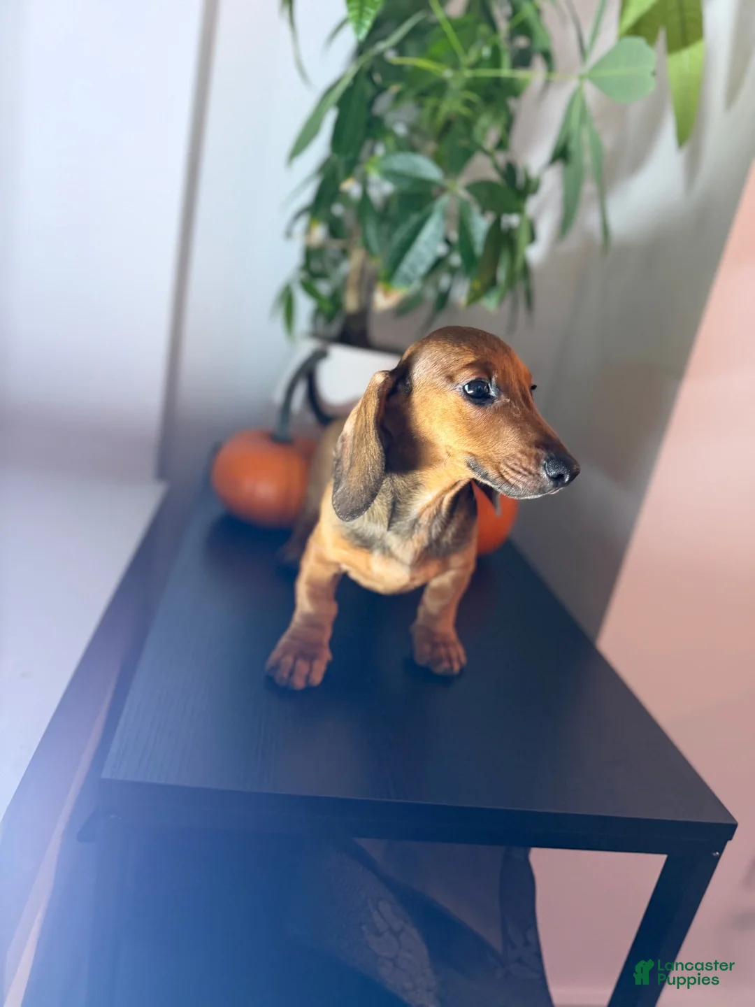 Dachshund dogs for sale: Baxter - Ad 6