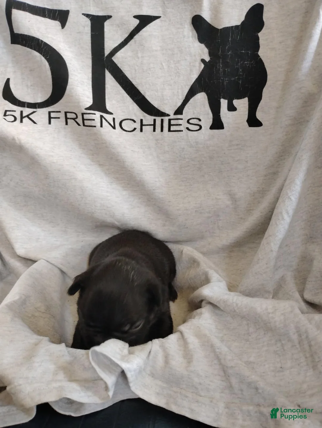 French Bulldog dogs for sale: Boy 3 - Ad 1