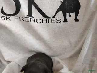 French Bulldog dogs Boy 3 - Ad 30