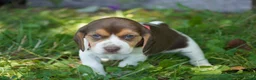 Beagle dogs for sale: Petunia  - Ad 3