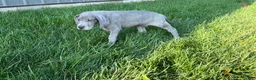 Great Dane dogs for sale: Larry - Ad 4