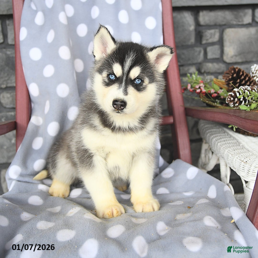 Siberian Husky dogs for sale: Cadbury - Ad 1