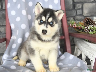 Siberian Husky dogs Cadbury - Ad 24