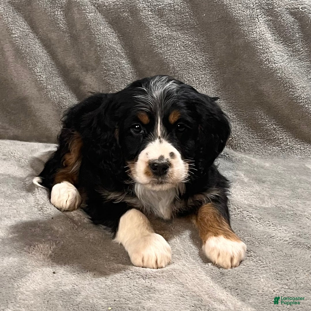 Mixed Breed dogs for sale: Grady - Ad 1