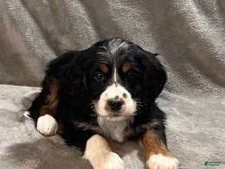 Mixed Breed dogs Grady - Ad 4