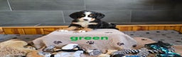 Bernese Mountain Dog dogs for sale: Green - Ad 3