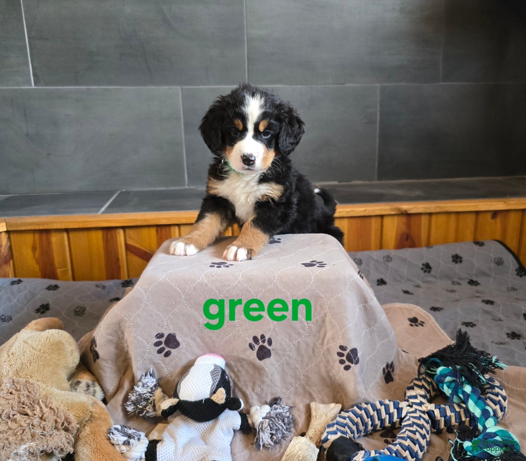 Bernese Mountain Dog dogs for sale: Green - Ad 3