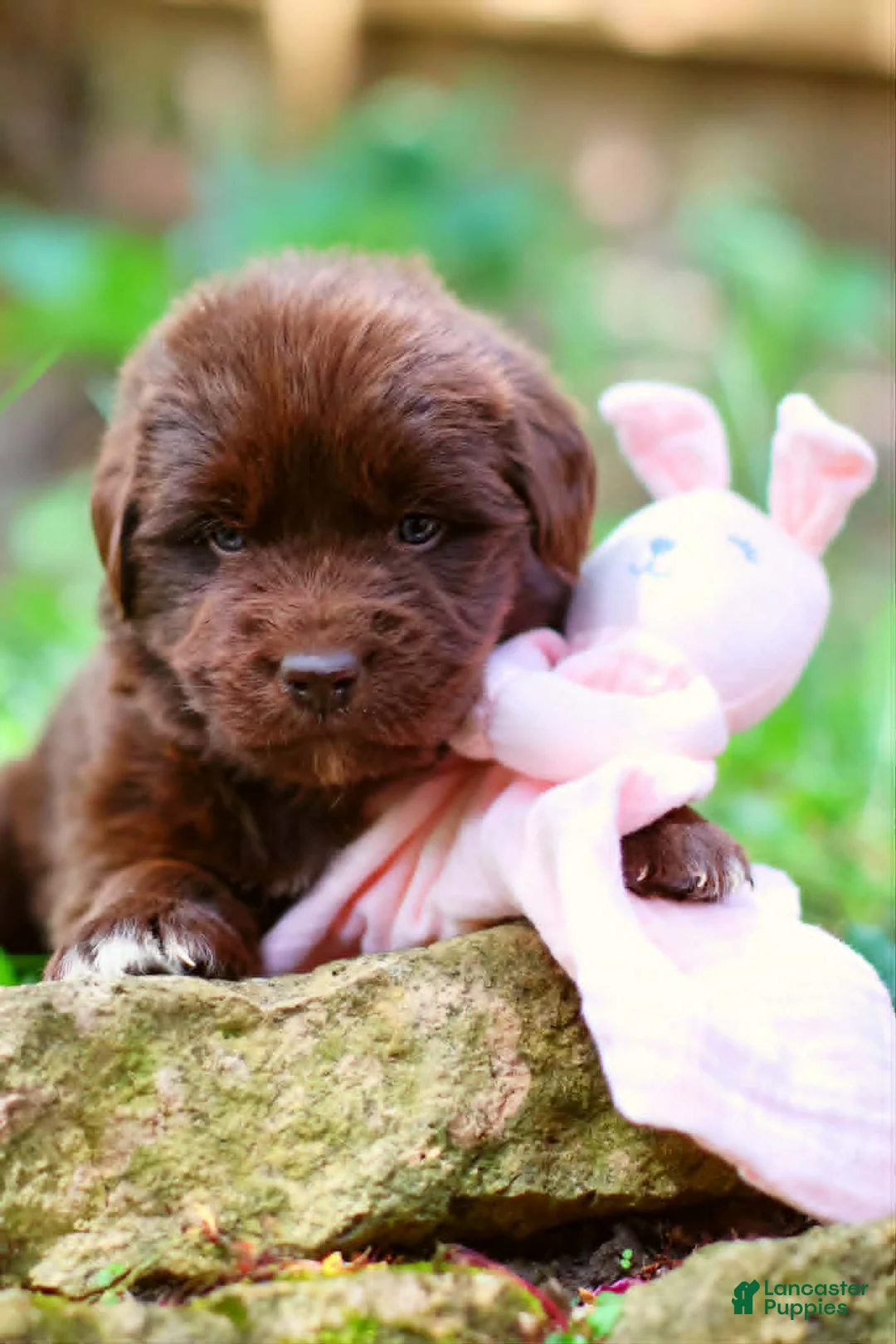 Newfoundland dogs for sale: Daisy - Ad 1