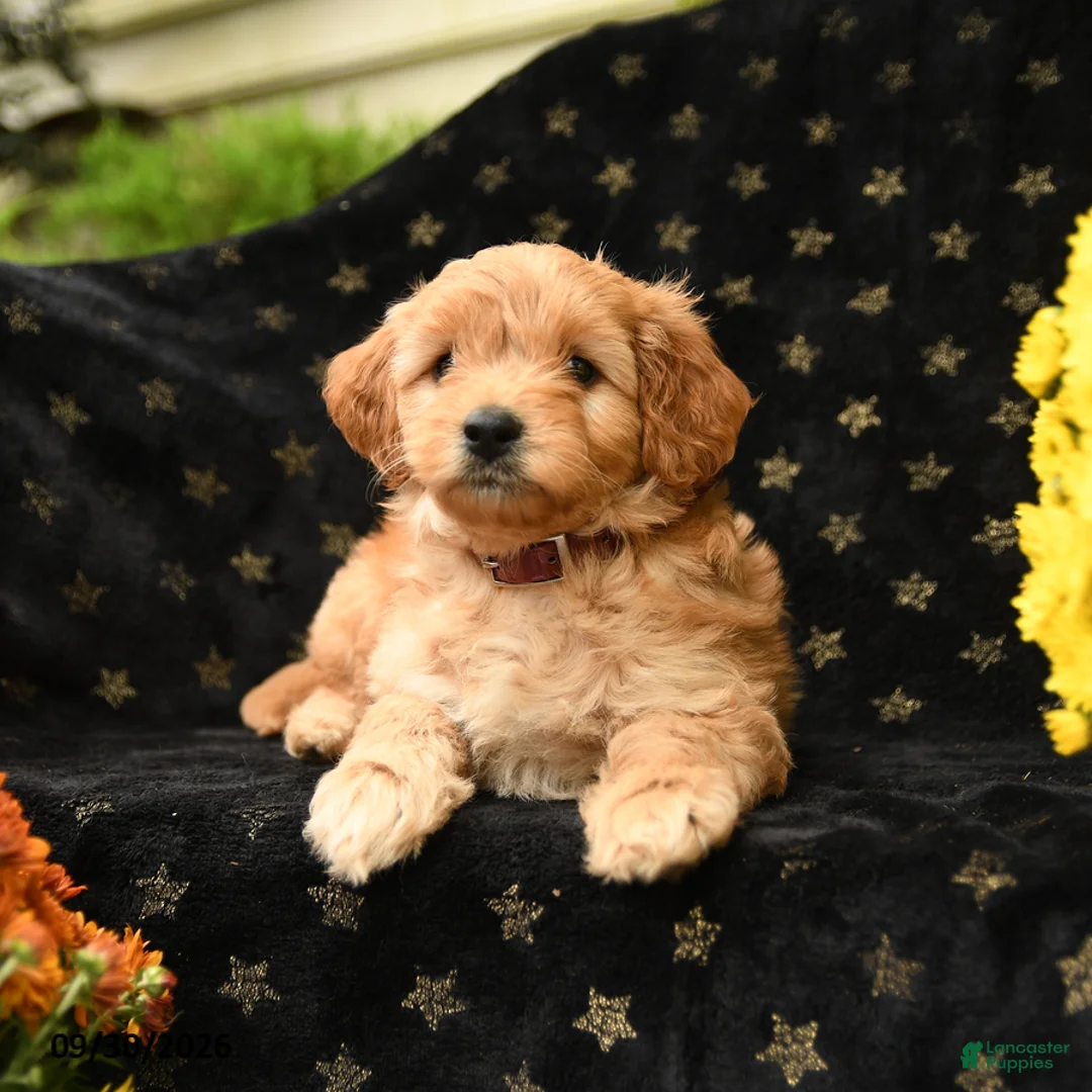 Mini Goldendoodle dogs for sale: Dopey - Ad 1