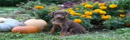 Doberman Pinscher dogs for sale: RIO - Ad 1
