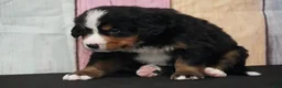 Bernese Mountain Dog dogs for sale: Bernese Mountain Dog Puppy 2 - Ad 2