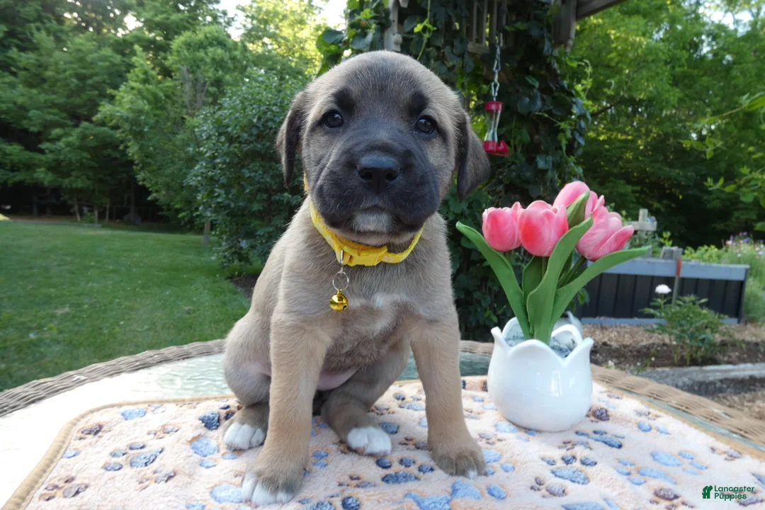 Cane Corso dogs for sale: Cane Corso Puppy 5 Macy - Ad 1