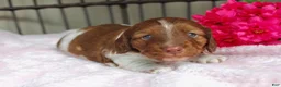 Miniature Dachshund dogs for sale: Betsy - Ad 6
