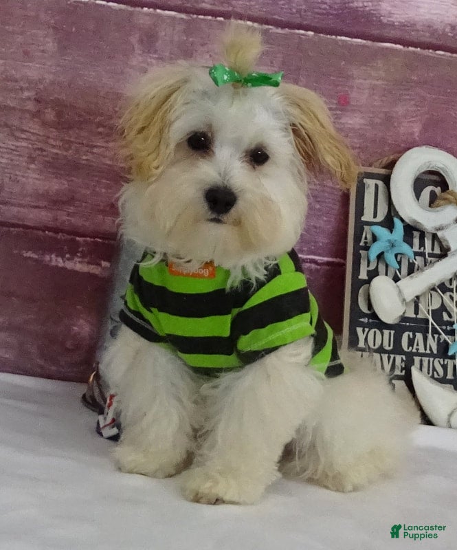 Maltipoo dogs Jesse - Ad 1