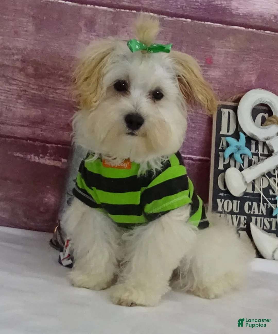 Maltipoo dogs for sale: Jesse - Ad 1