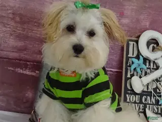 Maltipoo dogs for sale: Jesse - Ad 1