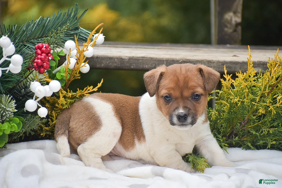 Jack Russell Terrier dogs for sale: Pearl - Ad 3