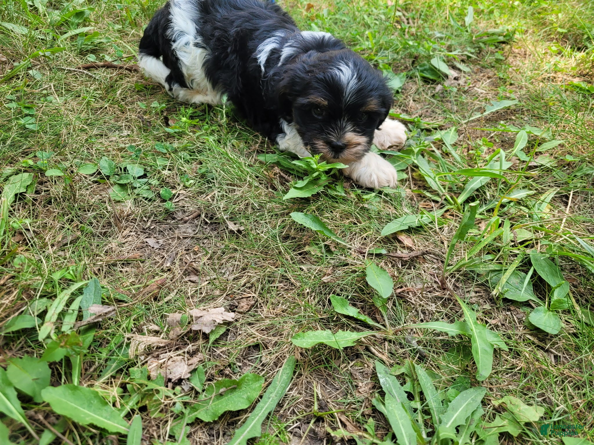 Mixed Breed dogs Adam  - Ad 2
