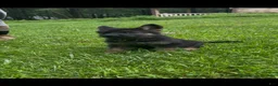 German Shepherd dogs for sale: UMI - Ad 6
