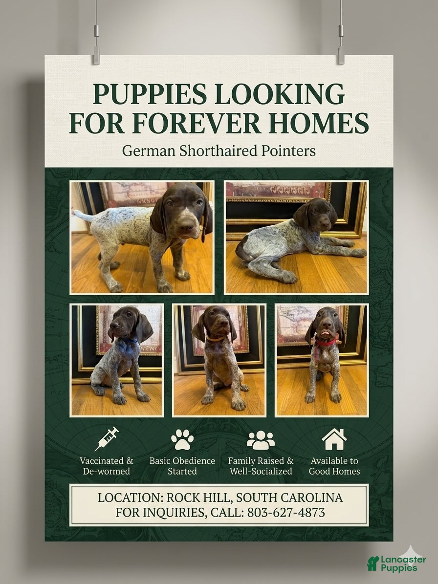 German Shorthaired Pointer