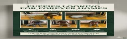 German Shorthaired Pointer dogs for sale: German Shorthaired Pointer 4 - Ad 1