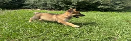 German Shepherd dogs for sale: Delilah - Ad 90