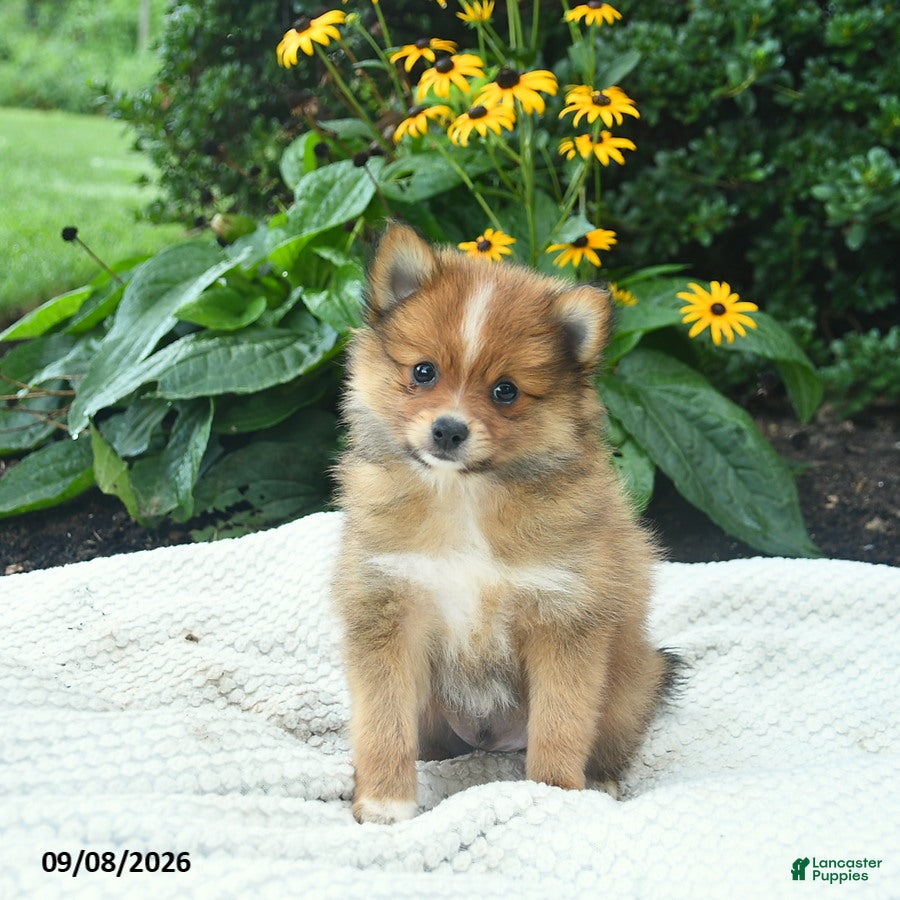 Pomeranian dogs Rocky  - Ad 1