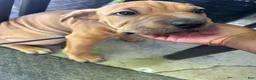 Mixed Breed dogs for sale: Rusty - Ad 5
