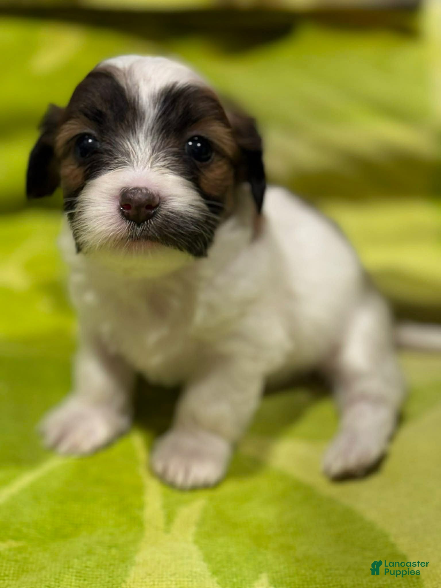 Shorkie dogs Allie - Ad 36