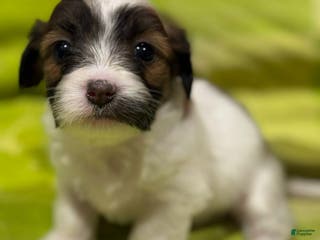 Shorkie dogs Allie - Ad 2