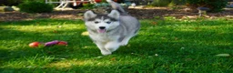 Siberian Husky dogs for sale: Luna - Ad 3