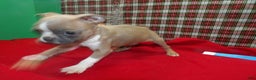 Boston Terrier dogs for sale: RIOT - Ad 1