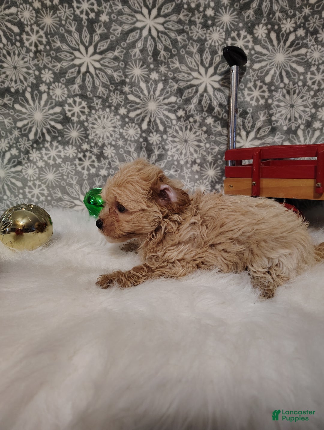 Maltipoo dogs for sale: Ace - Ad 4