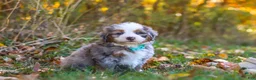 Mini Bernedoodle dogs for sale: Shadow - Ad 3