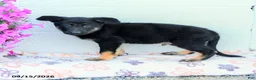 German Shepherd dogs for sale: August - Ad 3