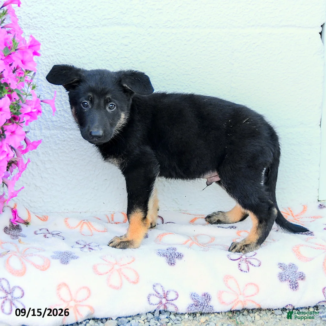 German Shepherd dogs for sale: August - Ad 3