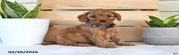 Cavapoo dogs for sale: Star - Ad 5