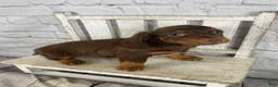 Miniature Dachshund dogs for sale: Lexi - Ad 6