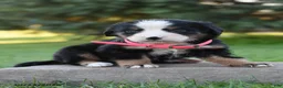 Bernese Mountain Dog dogs for sale: Baby - Ad 1