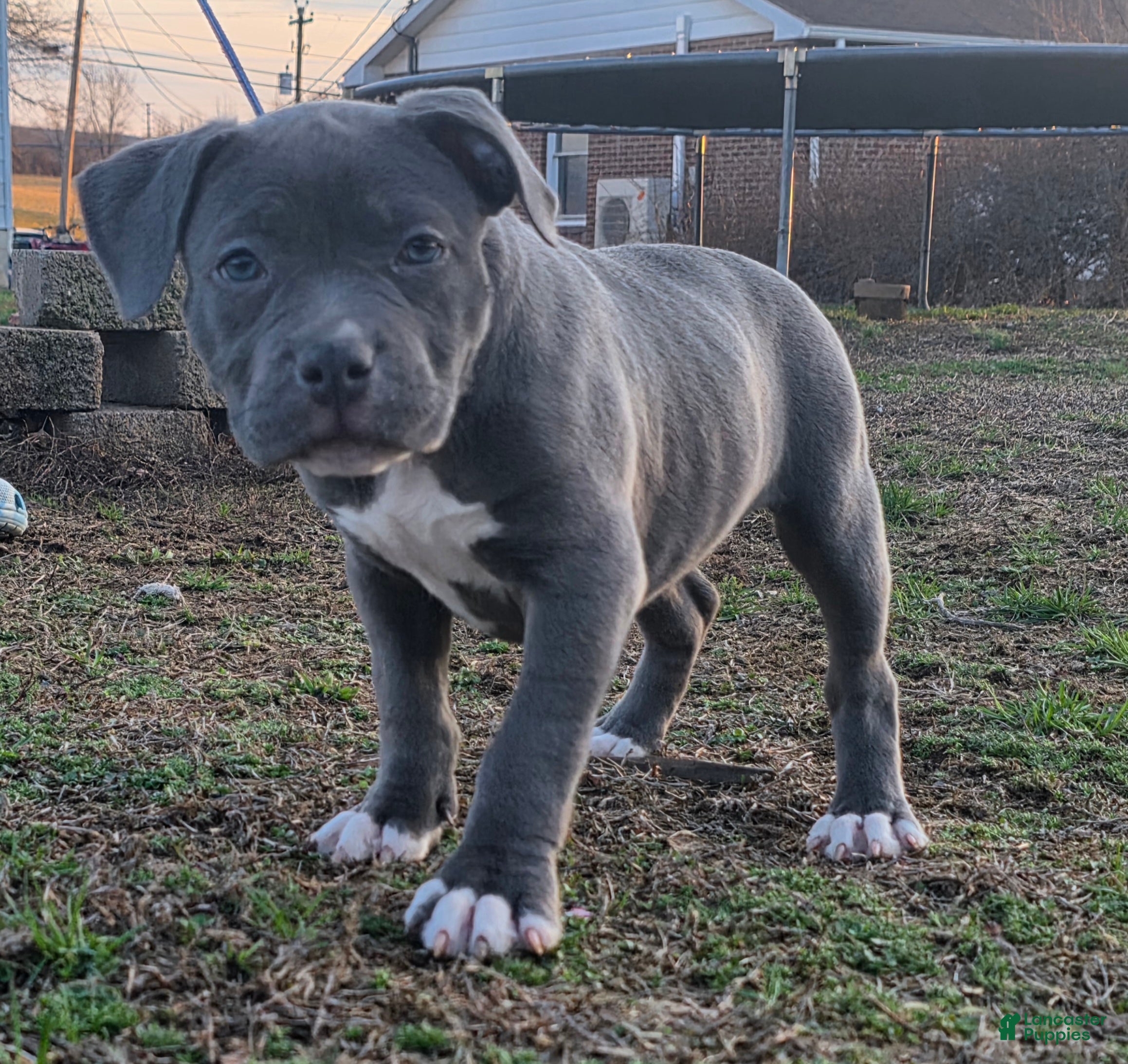 American Bully dogs Trixie - Ad 2
